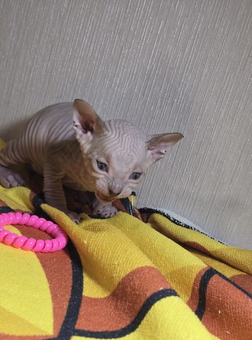 Крупный котик голубоглазик