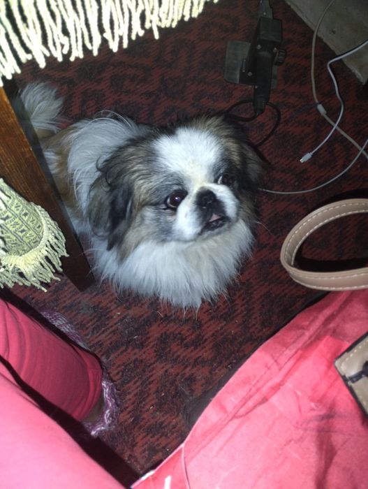 Продам собаку мальчика порода пекинес