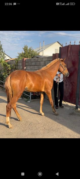 Жорға құнан сатылады