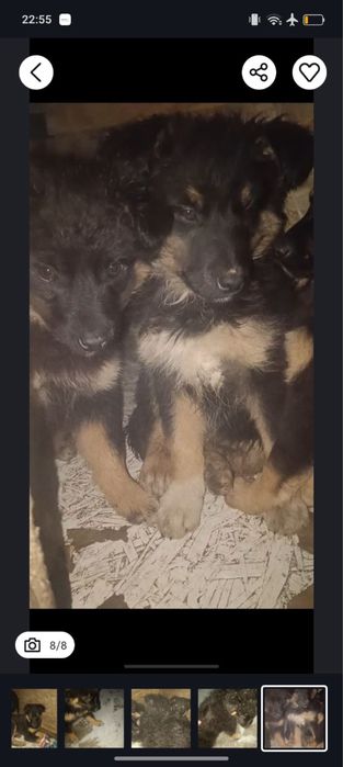 Щенок, помесь овчарки