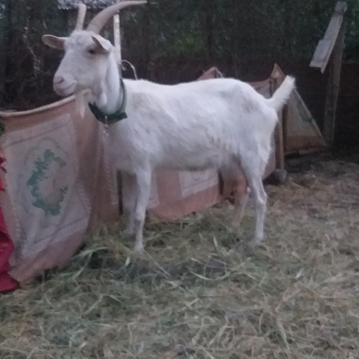 Казел и Казел  занинский