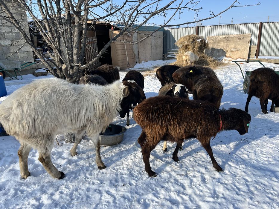 Қошқар қой  буаз қой қозылы қойлар