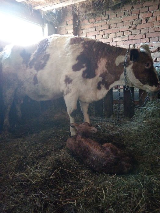 Vând vacă batată romaneasca