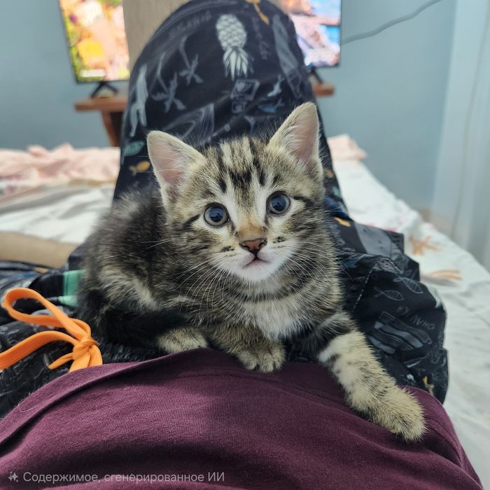 Отдам 2 котёнка в хорошие руки