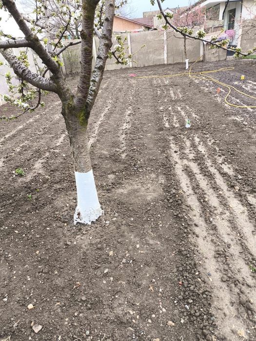 Amenajări peisagistice, gazon, pregătire teren