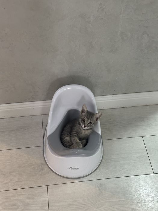 Отдам котенка в хорошие руки