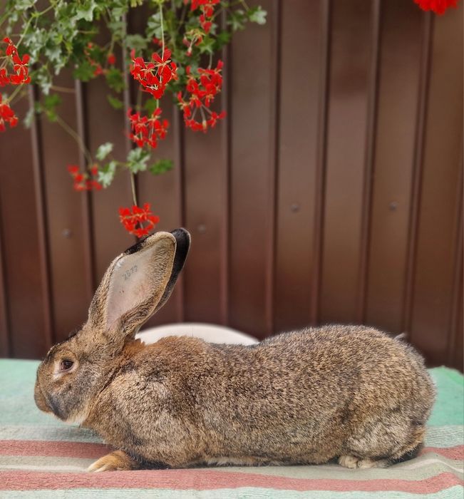 Iepuri uriasi gri german