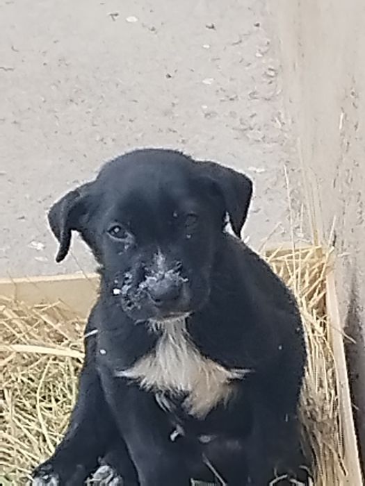 Ценок хороший миллий