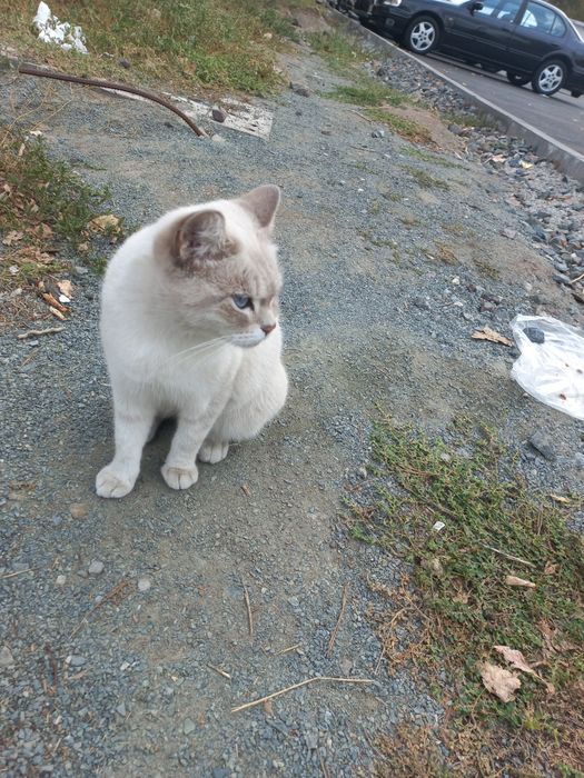 Кошка Милая Мила