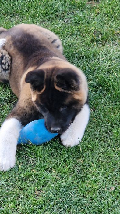 Disponibil Akita American