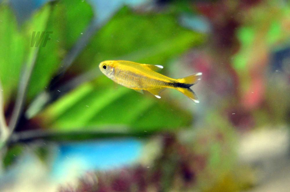 Аквариумные рыбки