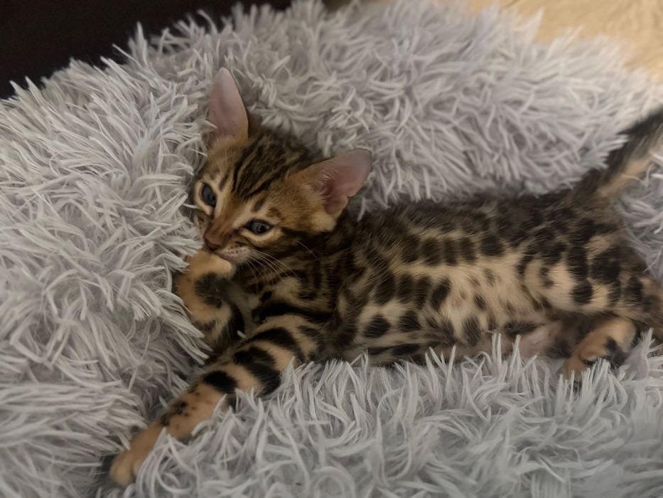 Бенгальские котята