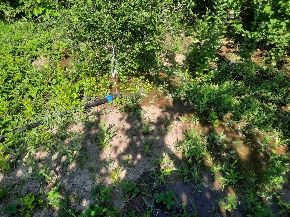 Алмалыдан дача сатылады