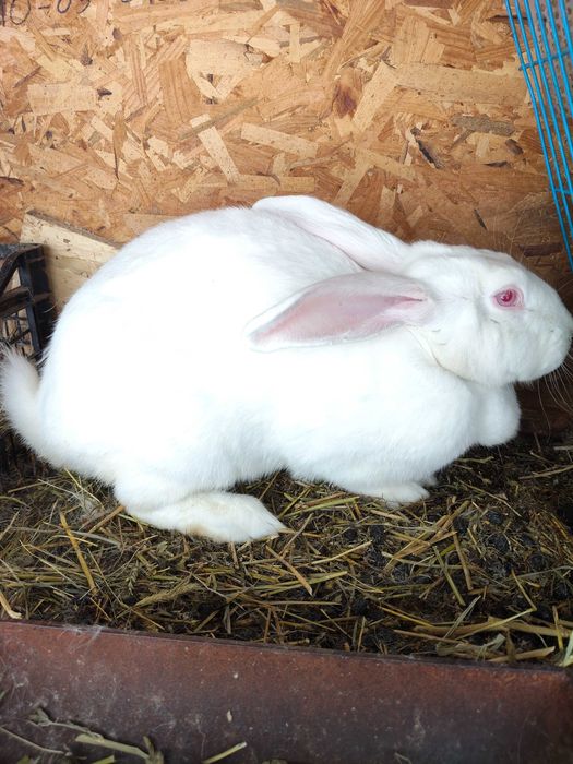 Iepuri HYCOL de vânzare