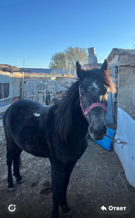 Бие сауынды 4кулындайтн, боннен минги жекки, бие 650мын , боннен 450