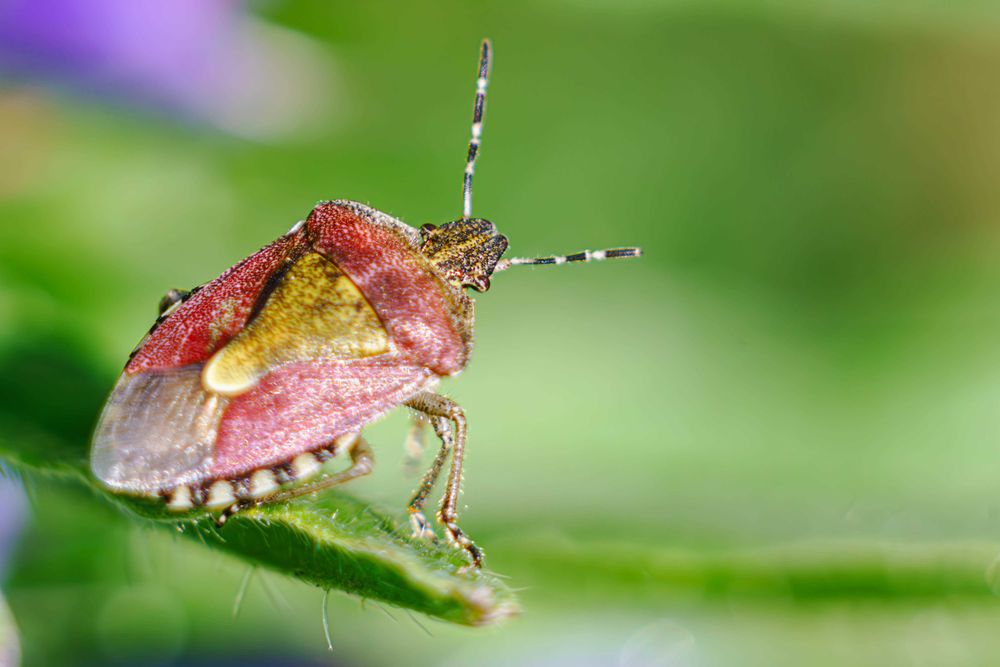 Объектив Carl Zeiss Jena Triotar