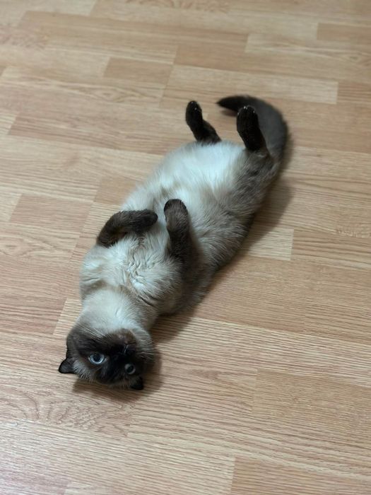 Кошка в добрые руки