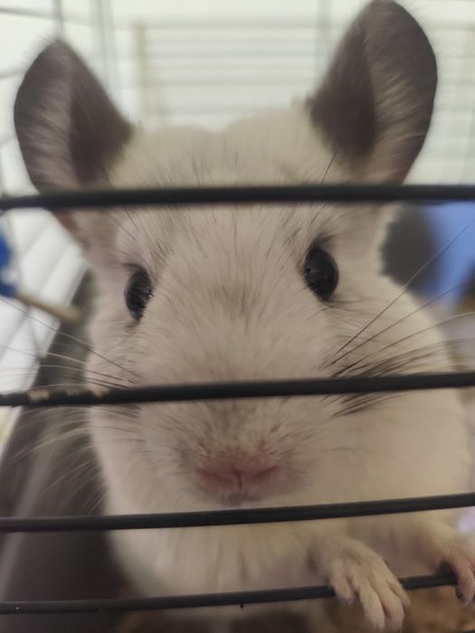 Chinchilla alba si brown velvet