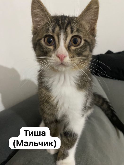 Котята ищут добрые руки