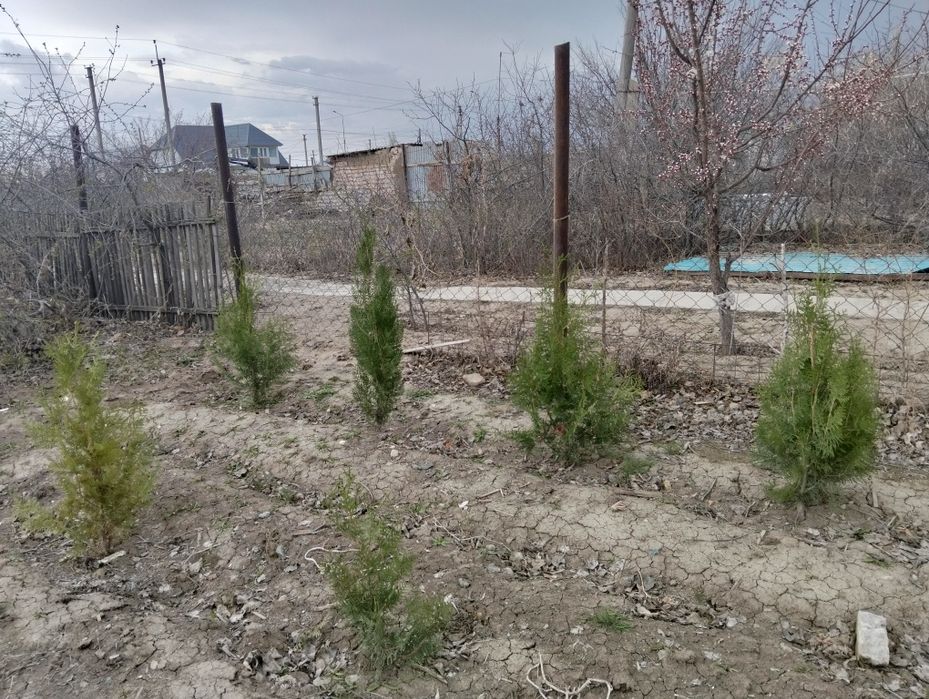 Туя сатылады арзан бағада
