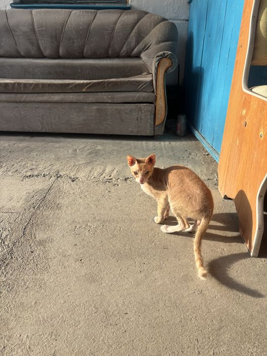 Продаю Кот Девон-рекс