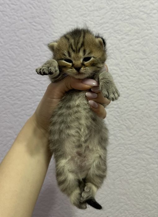 Плюшевые котята готовы найти свой дом