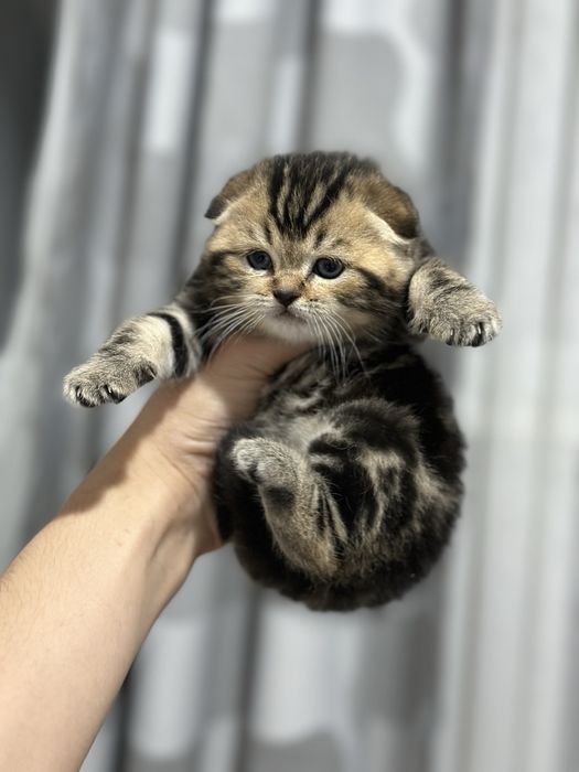 Шотландский вислоухий