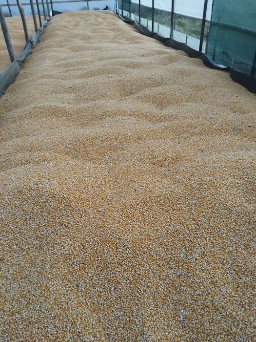 Vand graunte soi sticlos