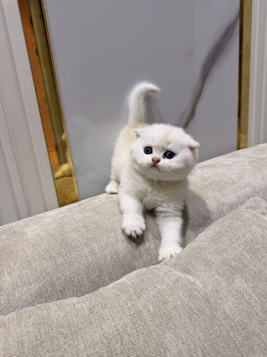 Мушукчалар сотилади