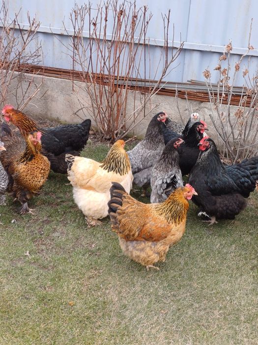 Продам курей домашние