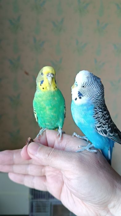 Попугайи волнистые ручные .