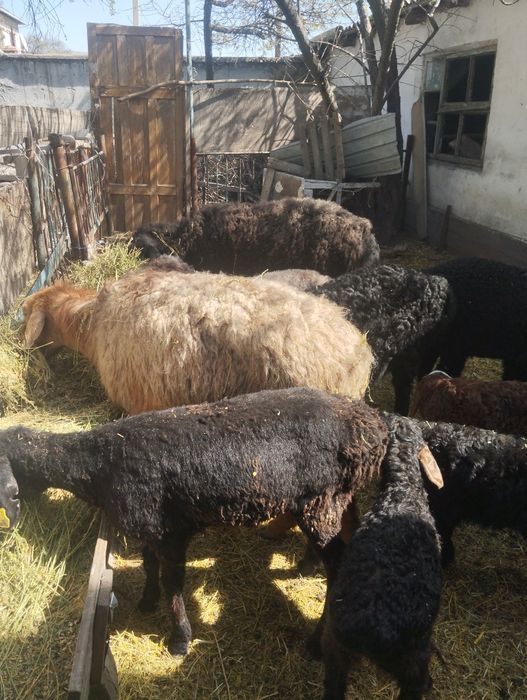 Козылы койлар бар