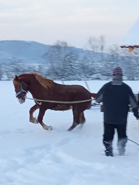 Manz un an jumate de vânzare