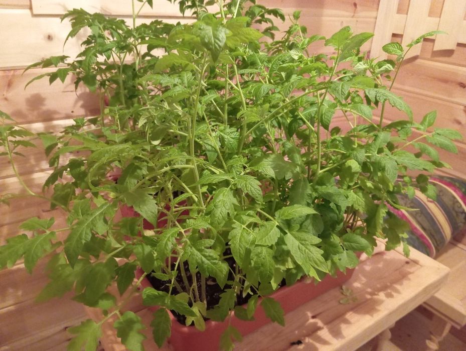 Продам саженцы помидор