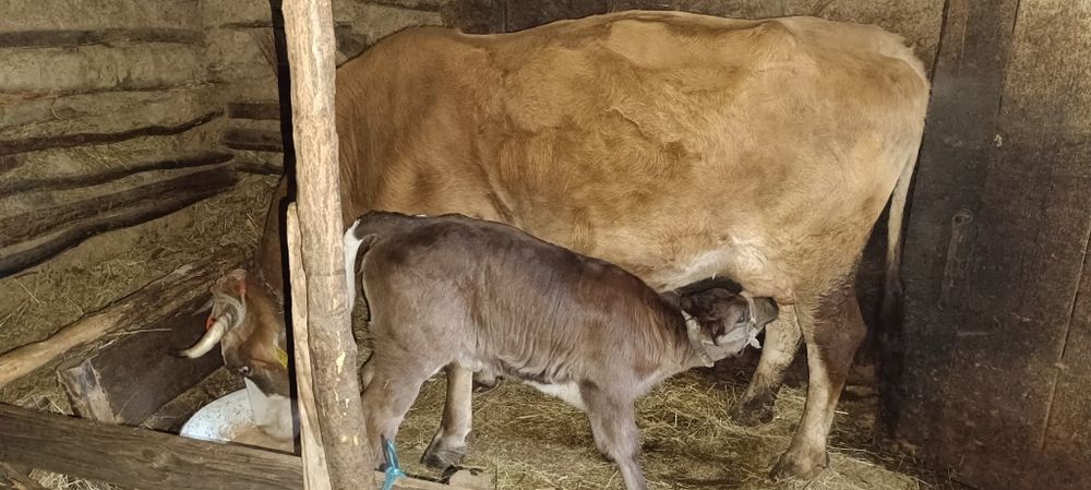 Vaci de vânzare una cu vițel cealaltă gestantă
