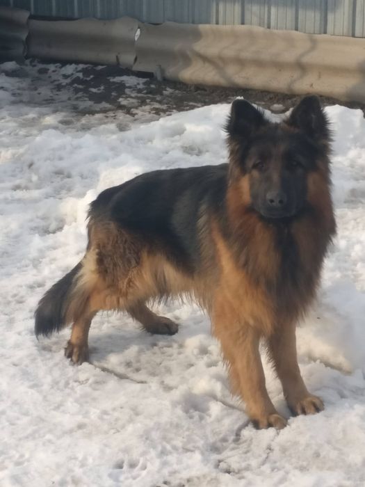 Немецкая овчарка