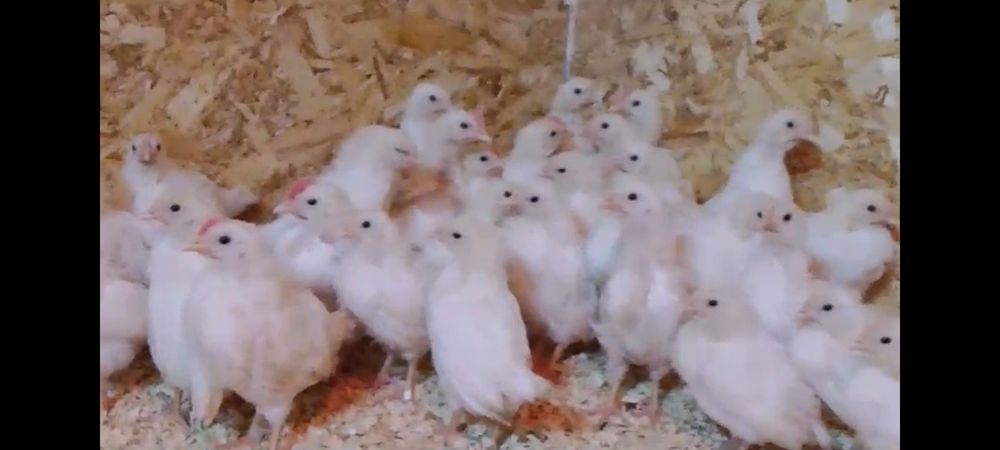 Цыплята Леггорн Стандарт