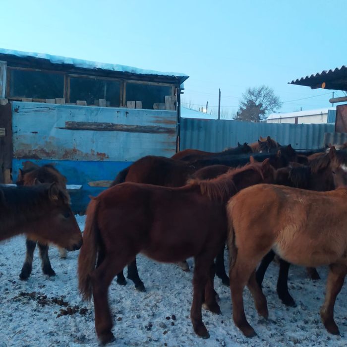 Жеребята жабагы 26 бас