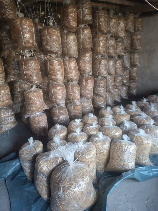 Продажба на чувалчета заразен субстрат от мицел гъба кладница