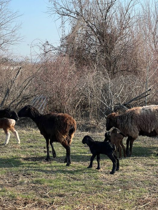 Бараны с барашками