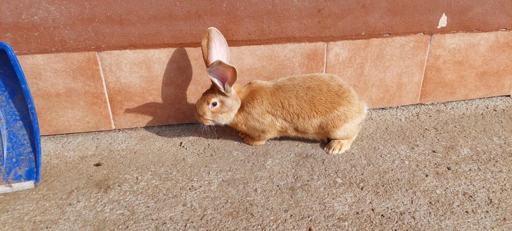 Femela uriaș galben