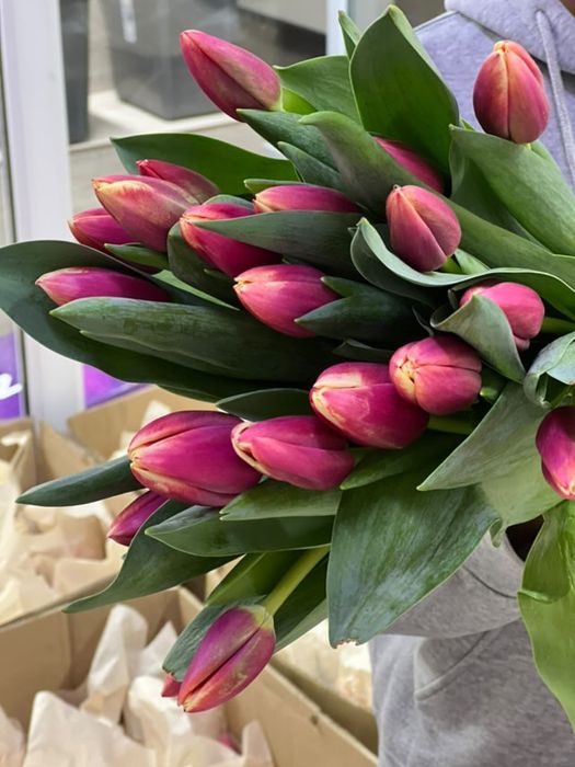 Тюльпан крупные Алматинские