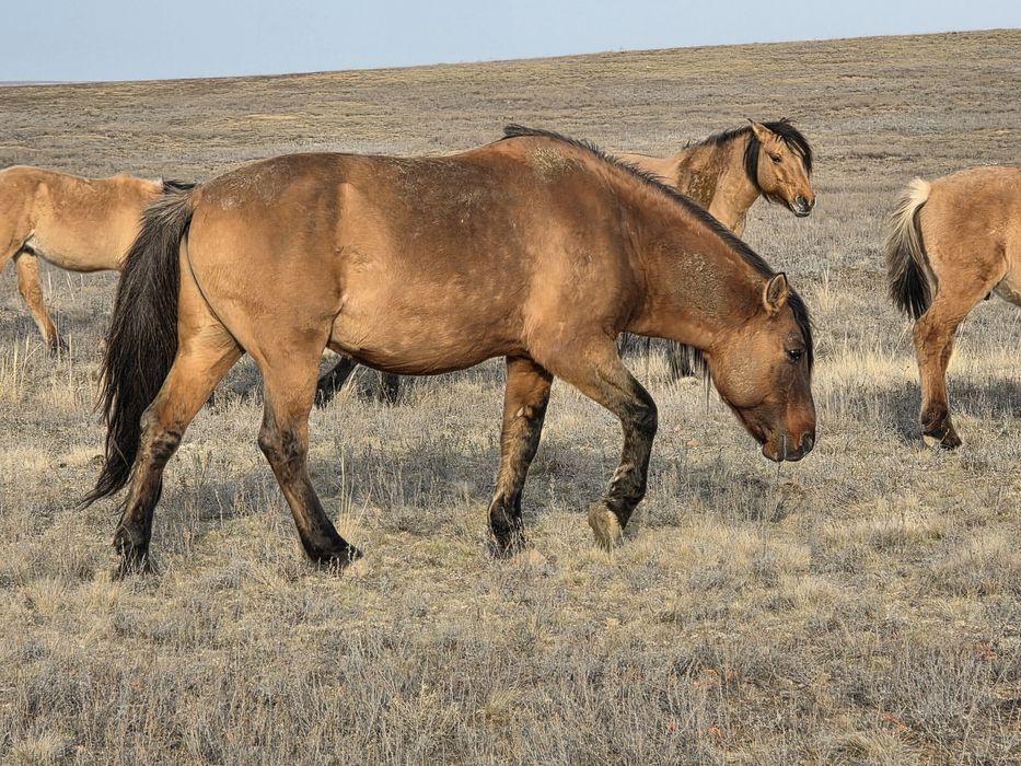 Продам жеребят 2025г