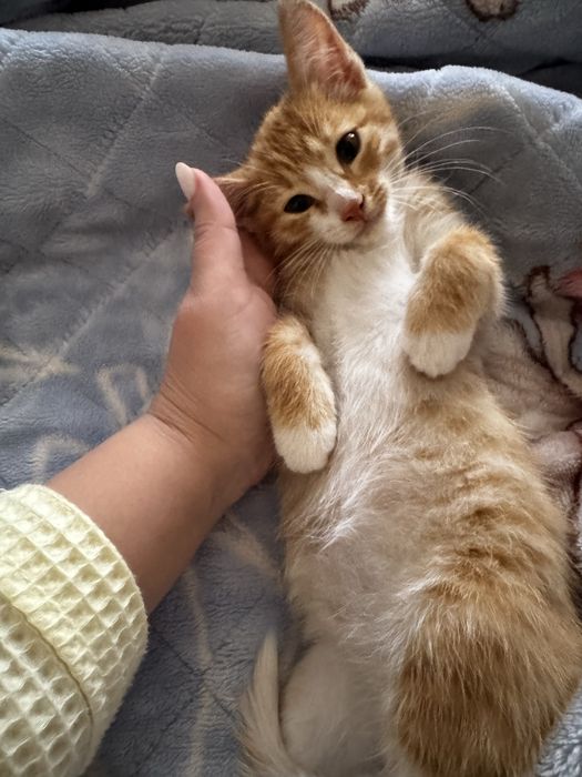 Отдам даром ласкового котенка