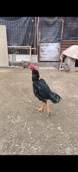 Дакан бойцовый петух