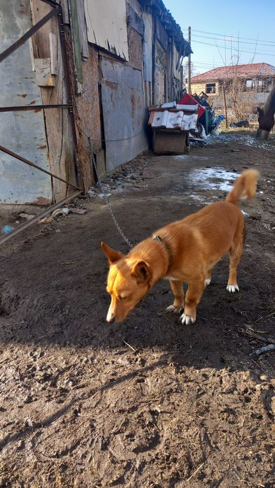 Подарявам мъжко куче на 6 месеца