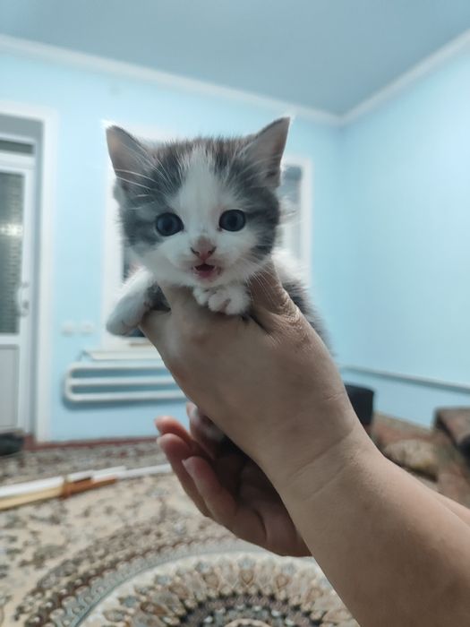 Продаются котята