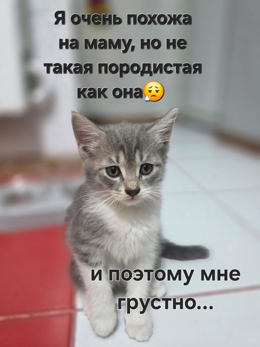 Продаётся котёнок девочка