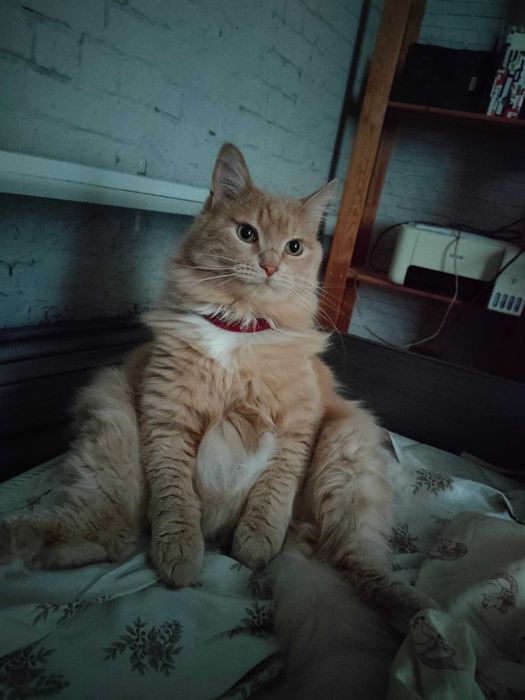 Ищу передержку для кота