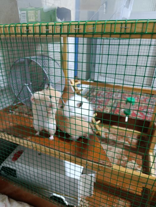 Hamyak  srochna sotiladi